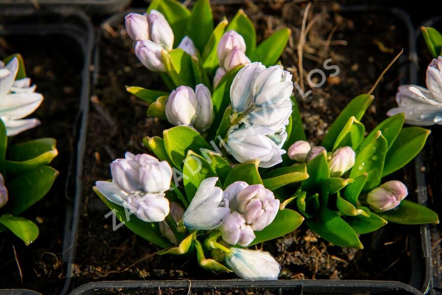 Ladoňka bleděmodrá - Scilla mischtschenkoana