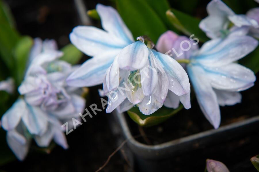 Ladoňka bleděmodrá - Scilla mischtschenkoana