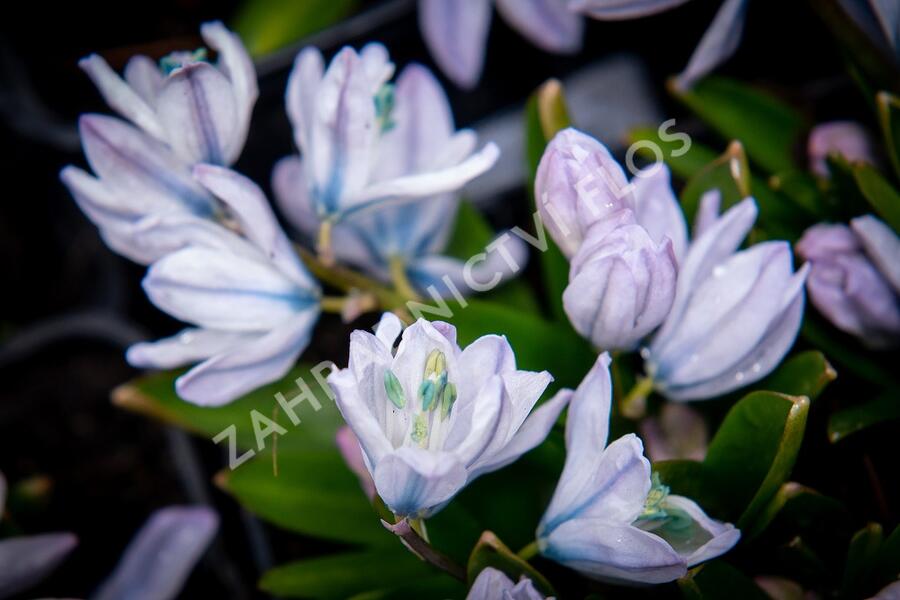 Ladoňka bleděmodrá - Scilla mischtschenkoana