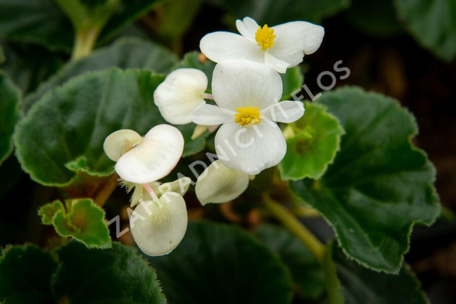 Begónie 'Baby Wing' - Begonia hybrida 'Baby Wing'