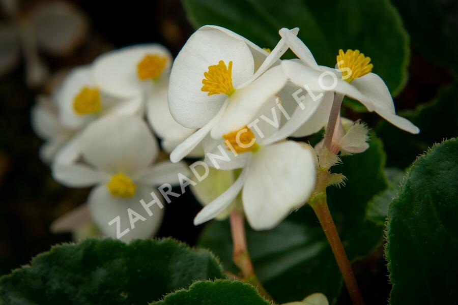 Begónie 'Baby Wing' - Begonia hybrida 'Baby Wing'