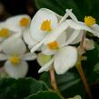 Begónie 'Baby Wing' - Begonia hybrida 'Baby Wing'