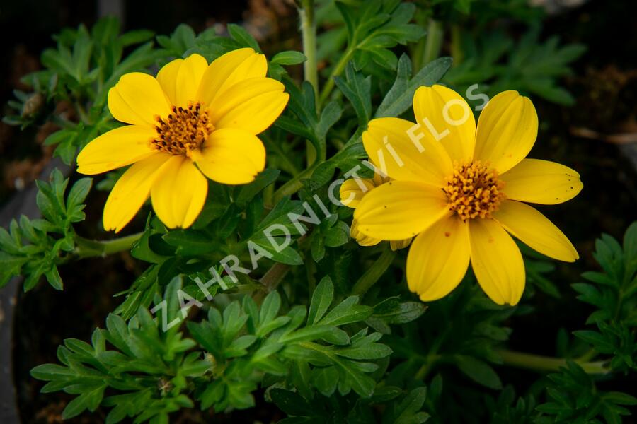 Dvouzubec prutolistý 'Yellow Charm' - Bidens ferulifolia 'Yellow Charm'