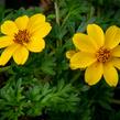 Dvouzubec prutolistý 'Yellow Charm' - Bidens ferulifolia 'Yellow Charm'