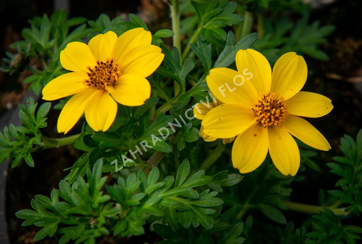 Dvouzubec prutolistý 'Yellow Charm' - Bidens ferulifolia 'Yellow Charm'