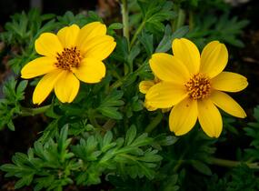 Dvouzubec prutolistý 'Yellow Charm' - Bidens ferulifolia 'Yellow Charm'