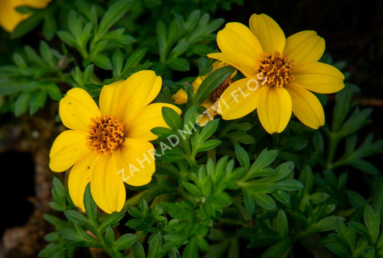 Dvouzubec prutolistý 'Yellow Charm' - Bidens ferulifolia 'Yellow Charm'