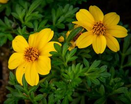 Dvouzubec prutolistý 'Yellow Charm'