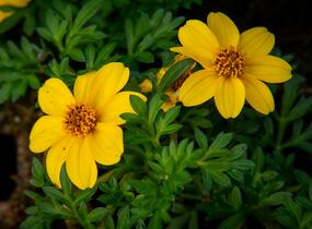 Dvouzubec prutolistý 'Yellow Charm' - Bidens ferulifolia 'Yellow Charm'
