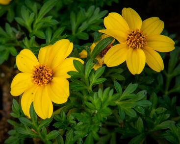 Dvouzubec prutolistý 'Yellow Charm'