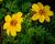 Dvouzubec prutolistý 'Yellow Charm'