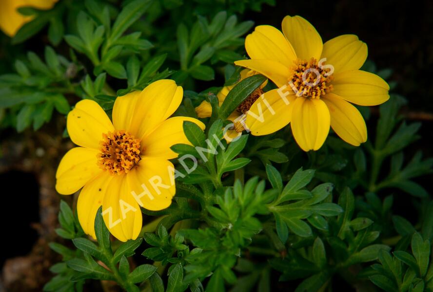 Dvouzubec prutolistý 'Yellow Charm' - Bidens ferulifolia 'Yellow Charm'