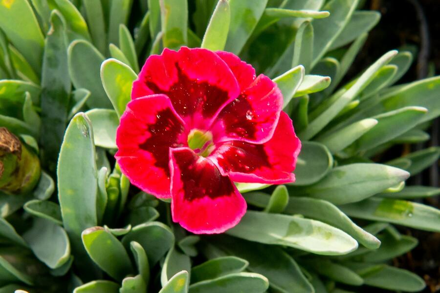 Hvozdík 'Diantica Velvet' - Dianthus 'Diantica Velvet'