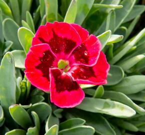 Hvozdík 'Diantica Velvet' - Dianthus 'Diantica Velvet'