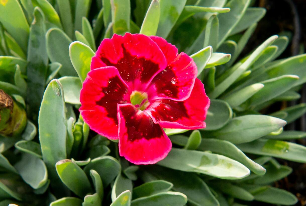 Hvozdík 'Diantica Velvet' - Dianthus 'Diantica Velvet'
