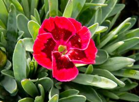 Hvozdík 'Diantica Velvet' - Dianthus 'Diantica Velvet'