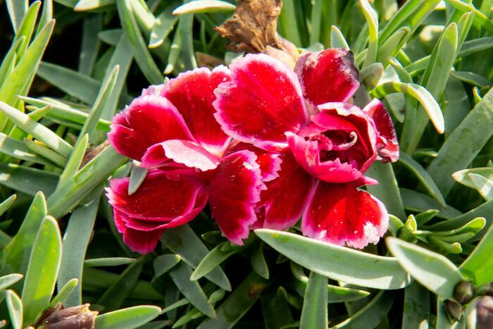 Hvozdík 'Diantica Burgundy' - Dianthus 'Diantica Burgundy'