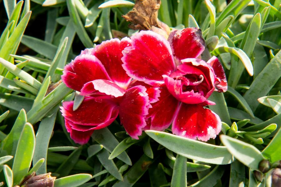 Hvozdík 'Diantica Burgundy' - Dianthus 'Diantica Burgundy'