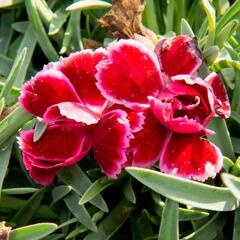 Hvozdík 'Diantica Burgundy' - Dianthus 'Diantica Burgundy'