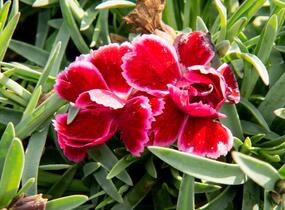 Hvozdík 'Diantica Burgundy' - Dianthus 'Diantica Burgundy'