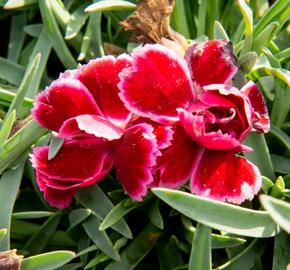 Hvozdík 'Diantica Burgundy' - Dianthus 'Diantica Burgundy'