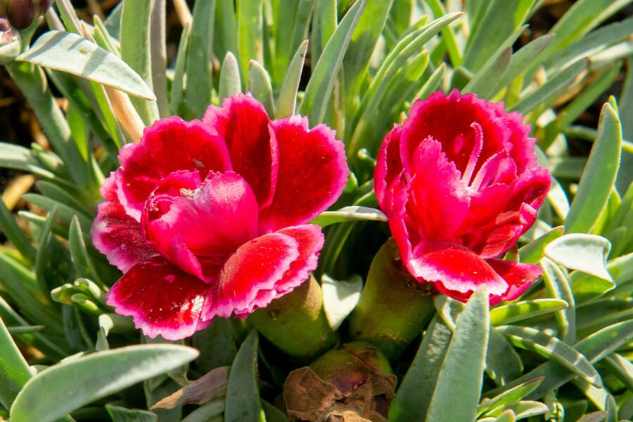 Hvozdík 'Diantica Burgundy' - Dianthus 'Diantica Burgundy'