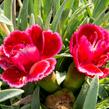 Hvozdík 'Diantica Burgundy' - Dianthus 'Diantica Burgundy'