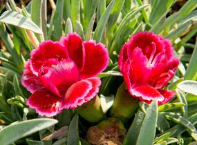 Hvozdík 'Diantica Burgundy' - Dianthus 'Diantica Burgundy'