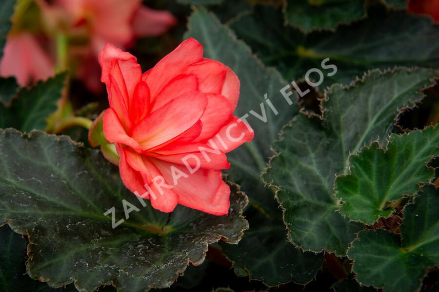 Begónie 'I'conia Miss Malibu' - Begonia 'I'conia Miss Malibu'