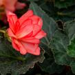 Begónie 'I'conia Miss Malibu' - Begonia 'I'conia Miss Malibu'