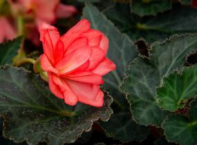 Begónie 'I'conia Miss Malibu' - Begonia 'I'conia Miss Malibu'