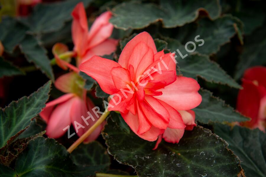 Begónie 'I'conia Miss Malibu' - Begonia 'I'conia Miss Malibu'