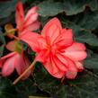 Begónie 'I'conia Miss Malibu' - Begonia 'I'conia Miss Malibu'