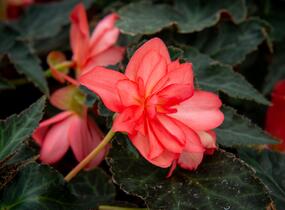 Begónie 'I'conia Miss Malibu' - Begonia 'I'conia Miss Malibu'