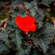 Begónie 'I'conia Portofino Orange' - Begonia 'I'conia Portofino Orange'