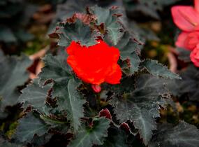Begónie 'I'conia Portofino Orange' - Begonia 'I'conia Portofino Orange'