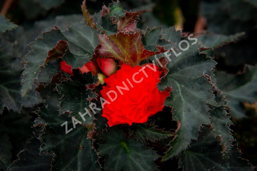 Begónie 'I'conia Portofino Orange' - Begonia 'I'conia Portofino Orange'