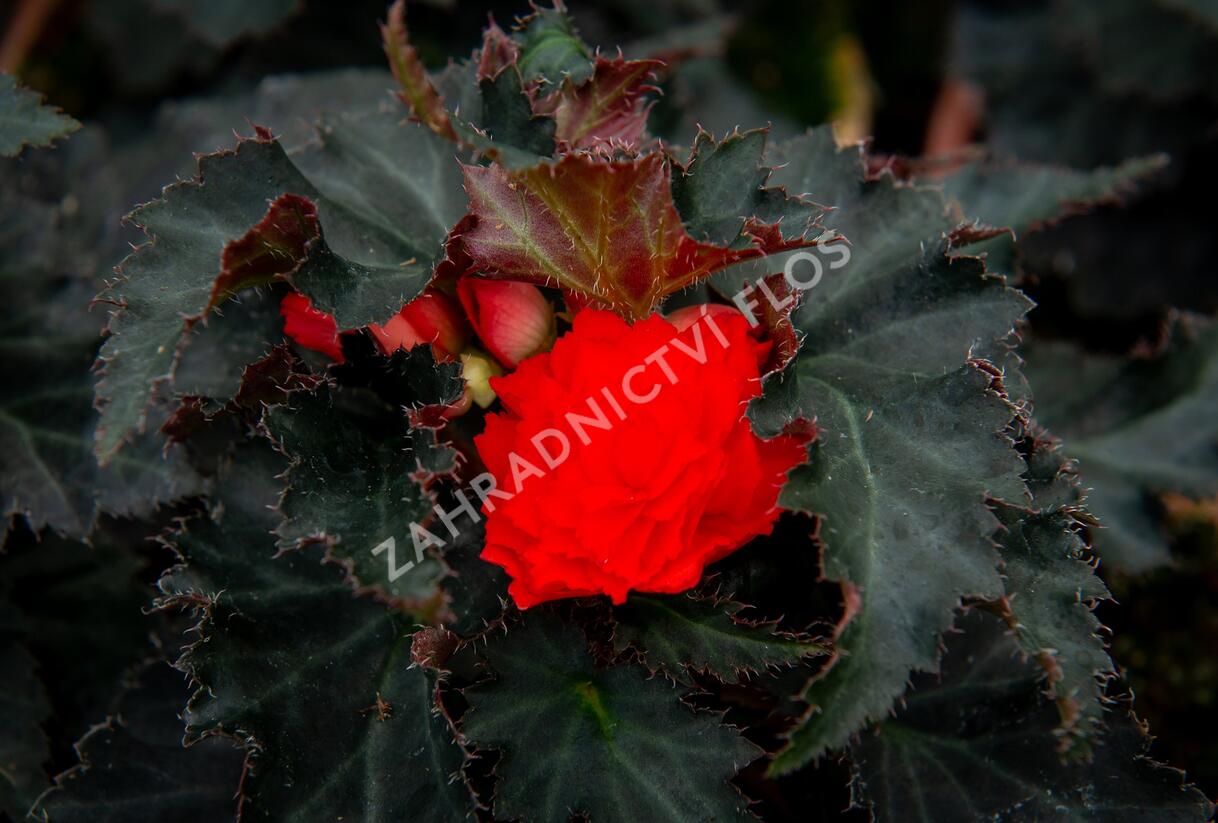 Begónie 'I'conia Portofino Orange' - Begonia 'I'conia Portofino Orange'