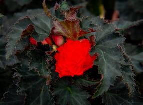 Begónie 'I'conia Portofino Orange' - Begonia 'I'conia Portofino Orange'