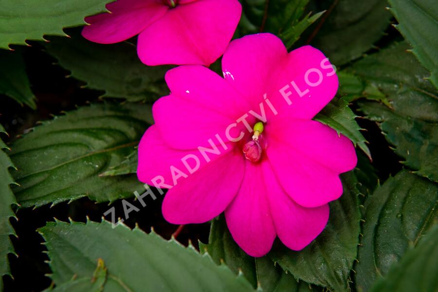 Netýkavka 'Sun Standing Purple' - Impatiens Neu Guinea 'Sun Standing Purple'