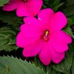 Netýkavka 'Sun Standing Purple' - Impatiens Neu Guinea 'Sun Standing Purple'