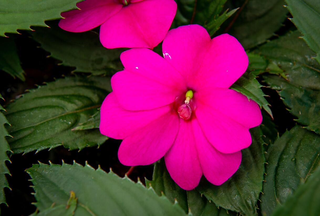 Netýkavka, balzamína 'Sun Standing Purple' - Impatiens Neu Guinea 'Sun Standing Purple'