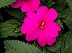 Netýkavka, balzamína 'Sun Standing Purple' - Impatiens Neu Guinea 'Sun Standing Purple'