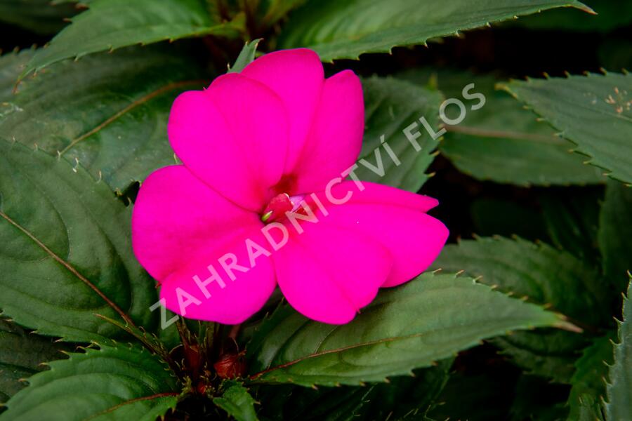 Netýkavka 'Sun Standing Purple' - Impatiens Neu Guinea 'Sun Standing Purple'