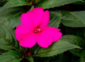 Netýkavka, balzamína 'Sun Standing Purple' - Impatiens Neu Guinea 'Sun Standing Purple'