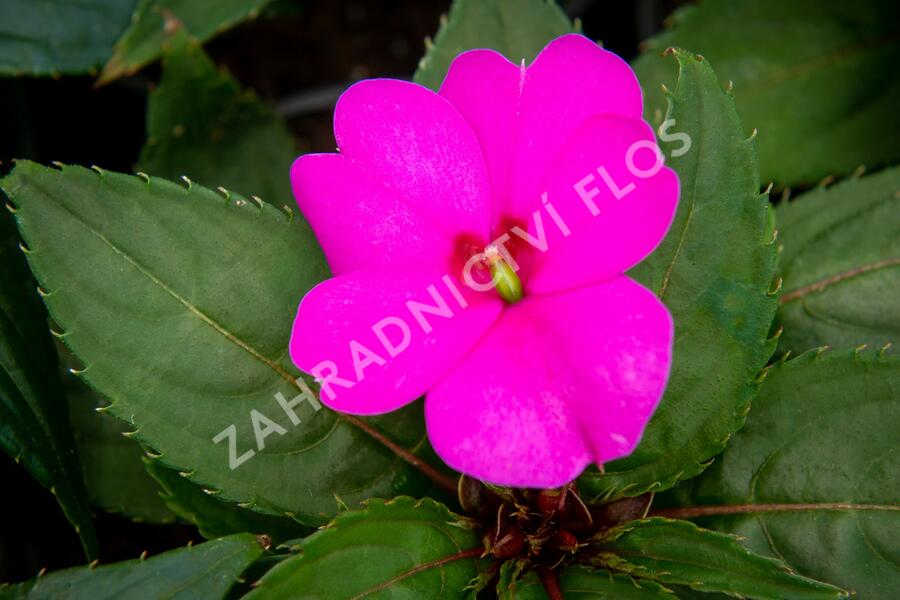 Netýkavka 'Sun Standing Lilac' - Impatiens Neu Guinea 'Sun Standing Lilac'