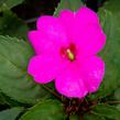 Netýkavka 'Sun Standing Lilac' - Impatiens Neu Guinea 'Sun Standing Lilac'