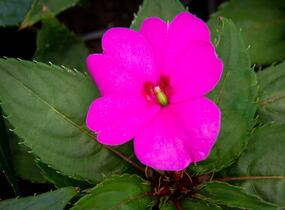 Netýkavka, balzamína 'Sun Standing Lilac' - Impatiens Neu Guinea 'Sun Standing Lilac'