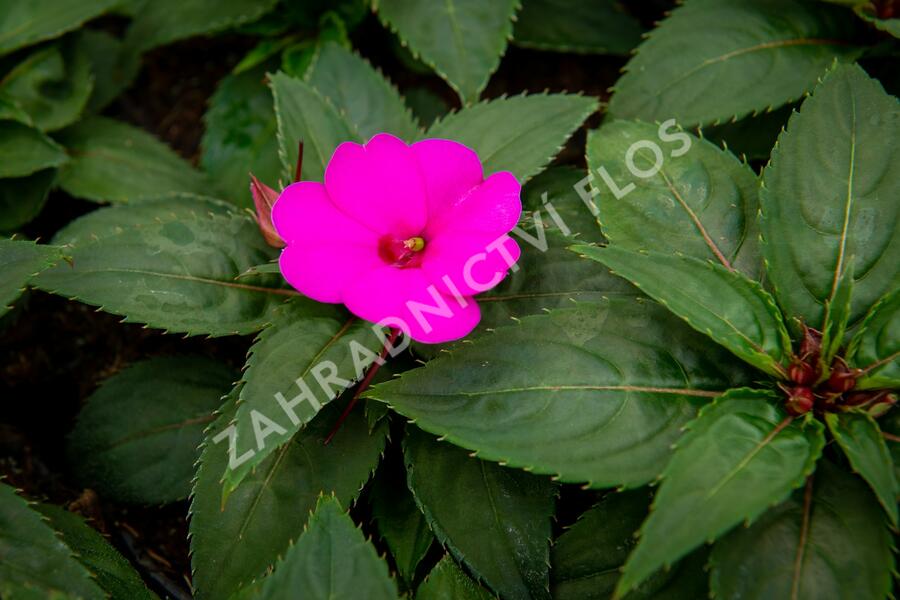 Netýkavka 'Sun Standing Lilac' - Impatiens Neu Guinea 'Sun Standing Lilac'