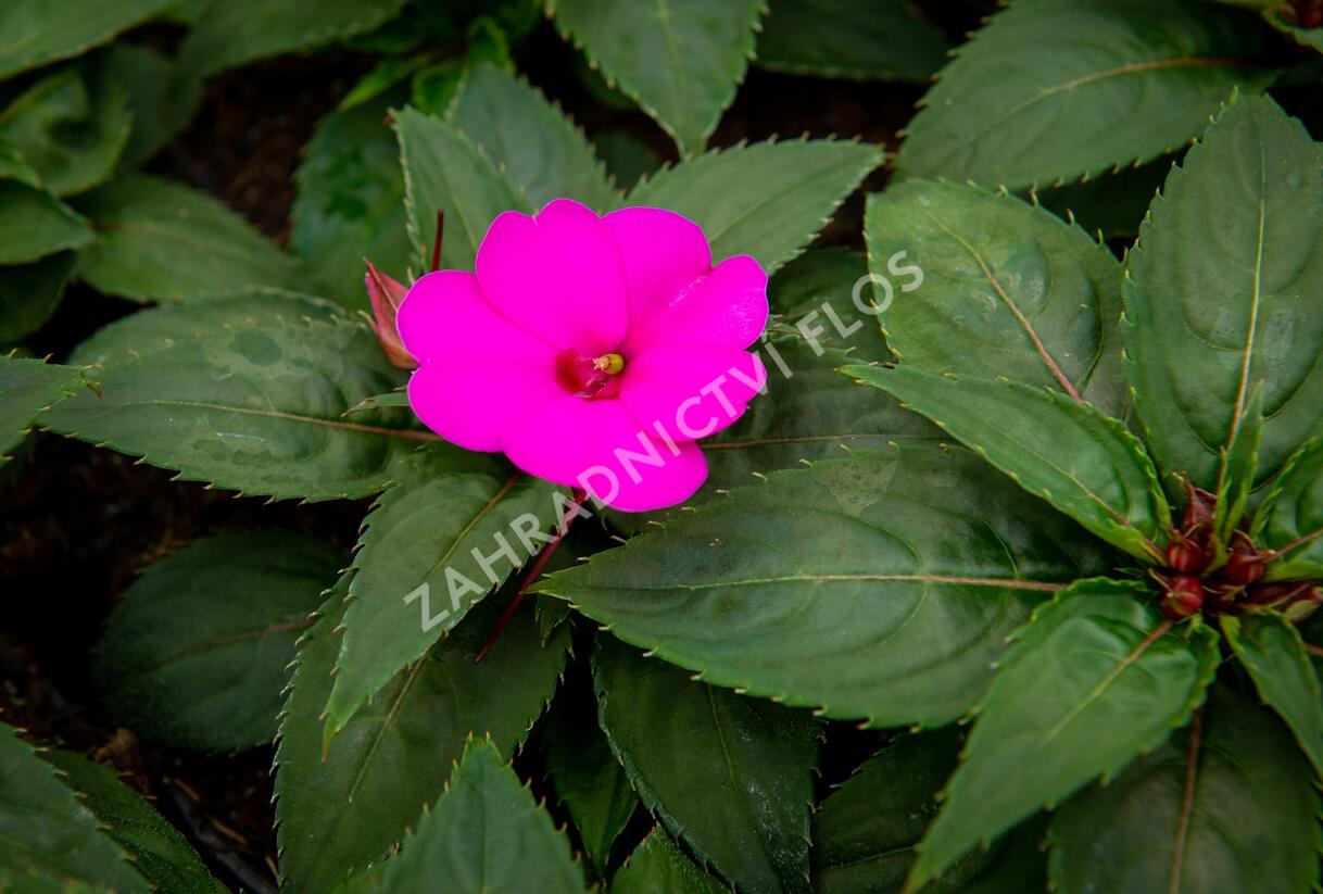 Netýkavka, balzamína 'Sun Standing Lilac' - Impatiens Neu Guinea 'Sun Standing Lilac'